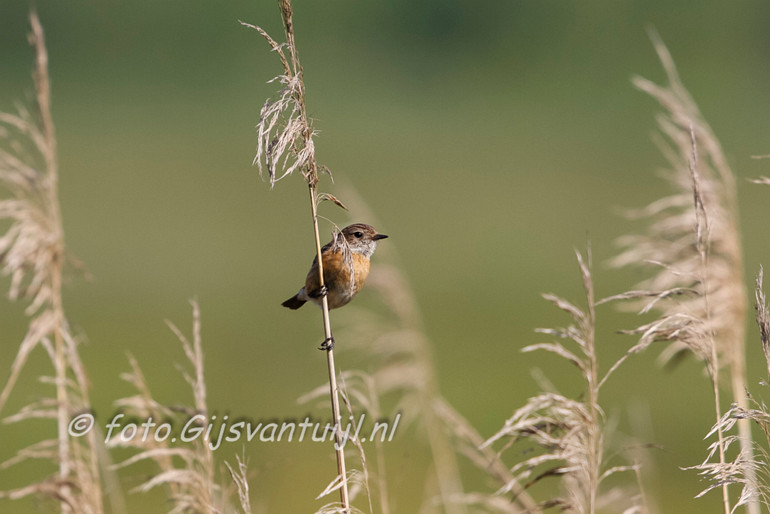 _MG_7641 roodborsttapuit