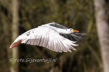 Gans Witte Gans