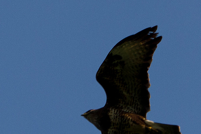 IMG_7498 Buizerd Bew Cr