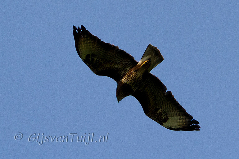 IMG_7508 Buizerd Bew Cr