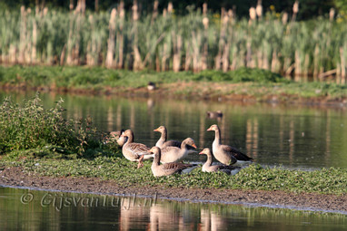 2011_04_25 Lo Avond Lieskampen met Marco