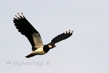 2011_04_27 Lo Een morgen in de Lieskampen