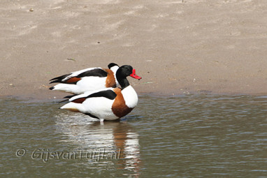 2011_05_02 Lo Berg eend Oven uiterwaard