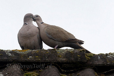 2011_05_31 Lo Foto's in de achtertuin