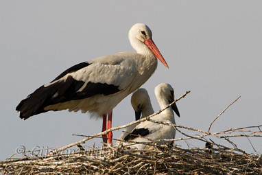 2011_06_03 Lo Endenkooi en met Sjaak