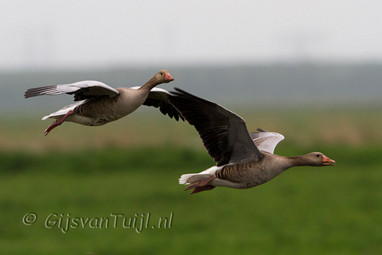 2011_06_29 Lo Oostvaarders plassen