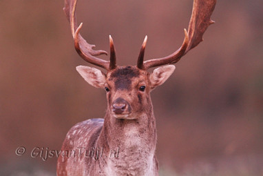 2011_10_09 lo Bezoek AWD Amsterdam
