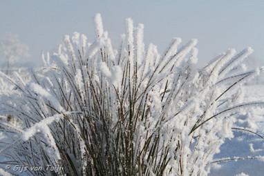 2012_02_05 Lo De natuur met sneeuw