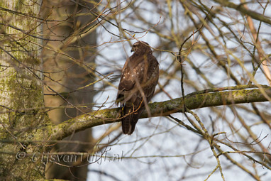 2013_05_01 Lo Polder Gameren Buizerd, Putter, scholekster, Kiviet en Nijlgans