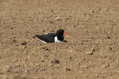 2013_05_24 Lo Scholekster van stelletje tot jongen