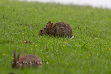 2013_06_23 Lo Lepelaar, konijntje en Gans op vreemde plaats