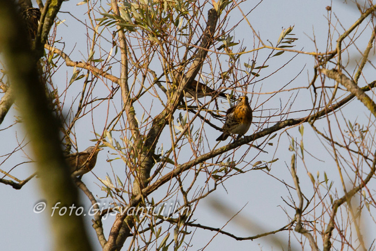 _MG_8678 kramsvogel