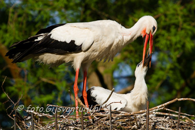 2015_05_24 Lo Ooievaarpaar jongen Gameren