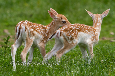 2015_06_17 Lo Geboorte Hertenkalfje Gameren