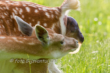 2015_07_05 Lo 7e Hertje geboren Gameren