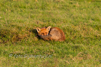 2015_10_31 Lo Oostvaardersplassen dagje