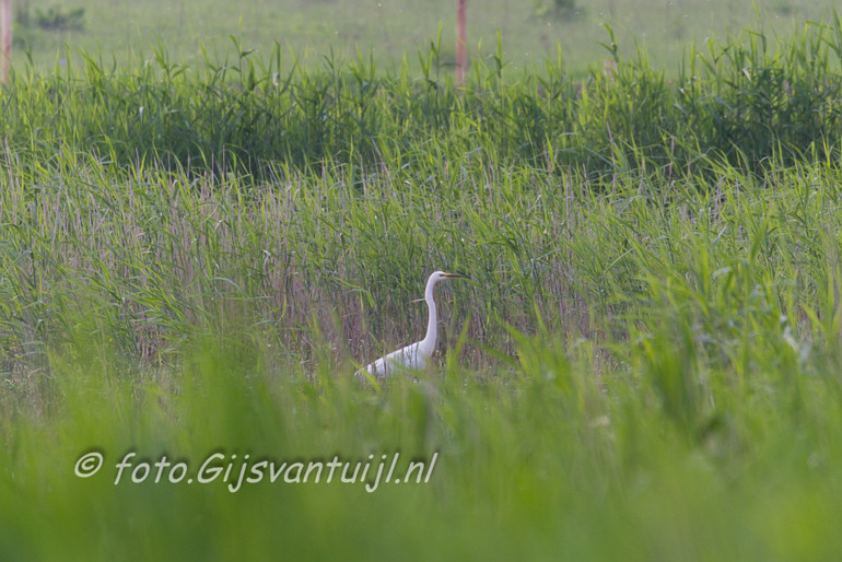 _D4_8021 Zilver reiger