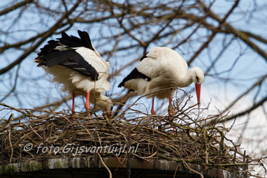 2016_04_04 Lo Ooievaar ring verschil