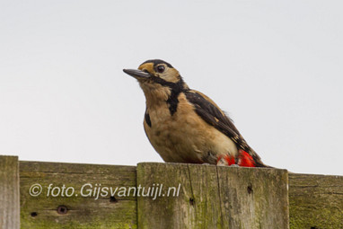 2016_05_22 Lo Vogels in onze tuintje