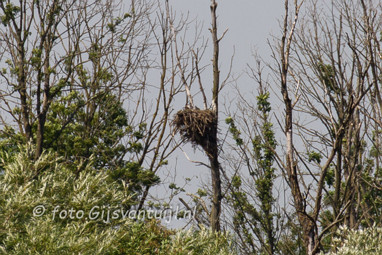 2016_07_20 Lo Bootje in de Biesbosch