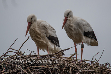 2017_02_06 Lo Ooievaar Hertenkamp Gameren