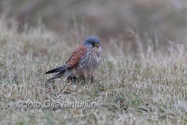 2017_02_10 Lo Bezoekje Biesbosch