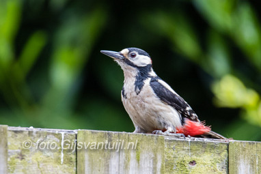 2017_05_08 Vogels in ons tuintje