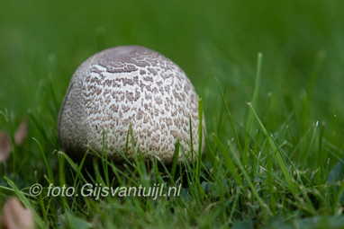 2017_10_23 Paddenstoelen