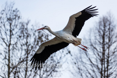 2018_01_08 Ooievaar zoekt nest