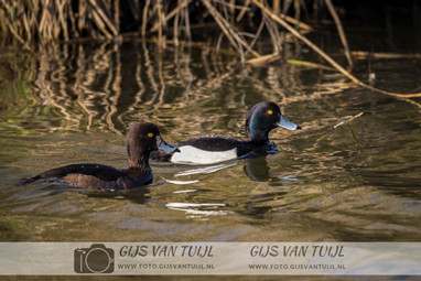 2020_03_26 Rondje Lieskampen