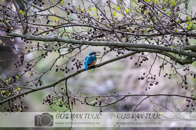 2020_04_03 Vogel rondje Rossum