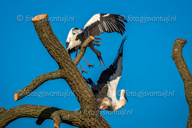 2020_04_04 Ooievaars te Gameren