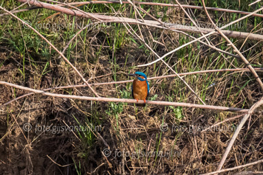 2020_04_14 Uiterwaard Gameren