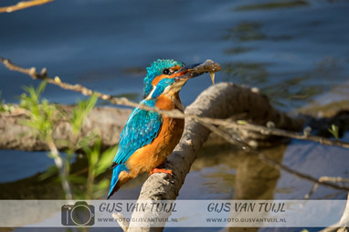 2020_04_24 IJsvogel Uiterw Gameren