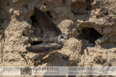 2020_05_04 De Oeverzwaluw nabij Brakel