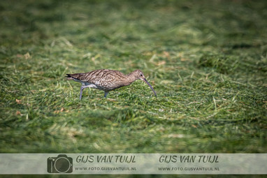 2020_05_06 De Wulp en Scholekter