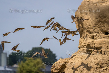 2020_05_26 Oeverzwaluw aan de Waal