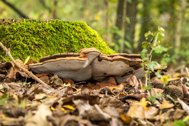 2020_10_23 Herfst plaatjes