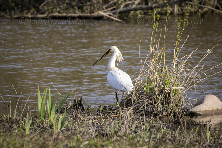 1R5_3908 Lepelaar