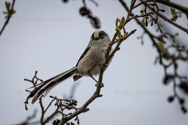 2021_04_14 Enkele plaatjes Hurnse Kil