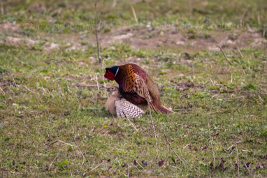 2021_04_19 Munnikenland Brakel