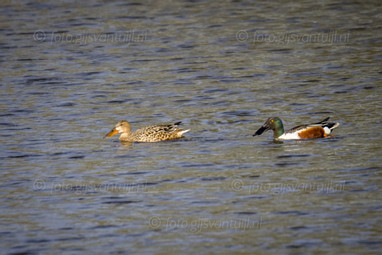 2021_04_24 Bommelerwaard