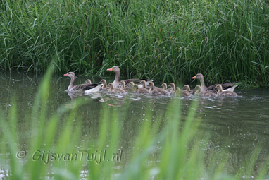 Lo Dieren Algemeen (Collage) 2007 - 2010