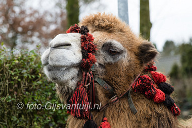 2017_01_03 Lo Truuske goes Wild Kerkwijk