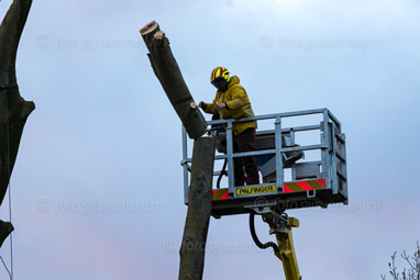 2022_04_07 Einde 250 oude Rode beukenboom